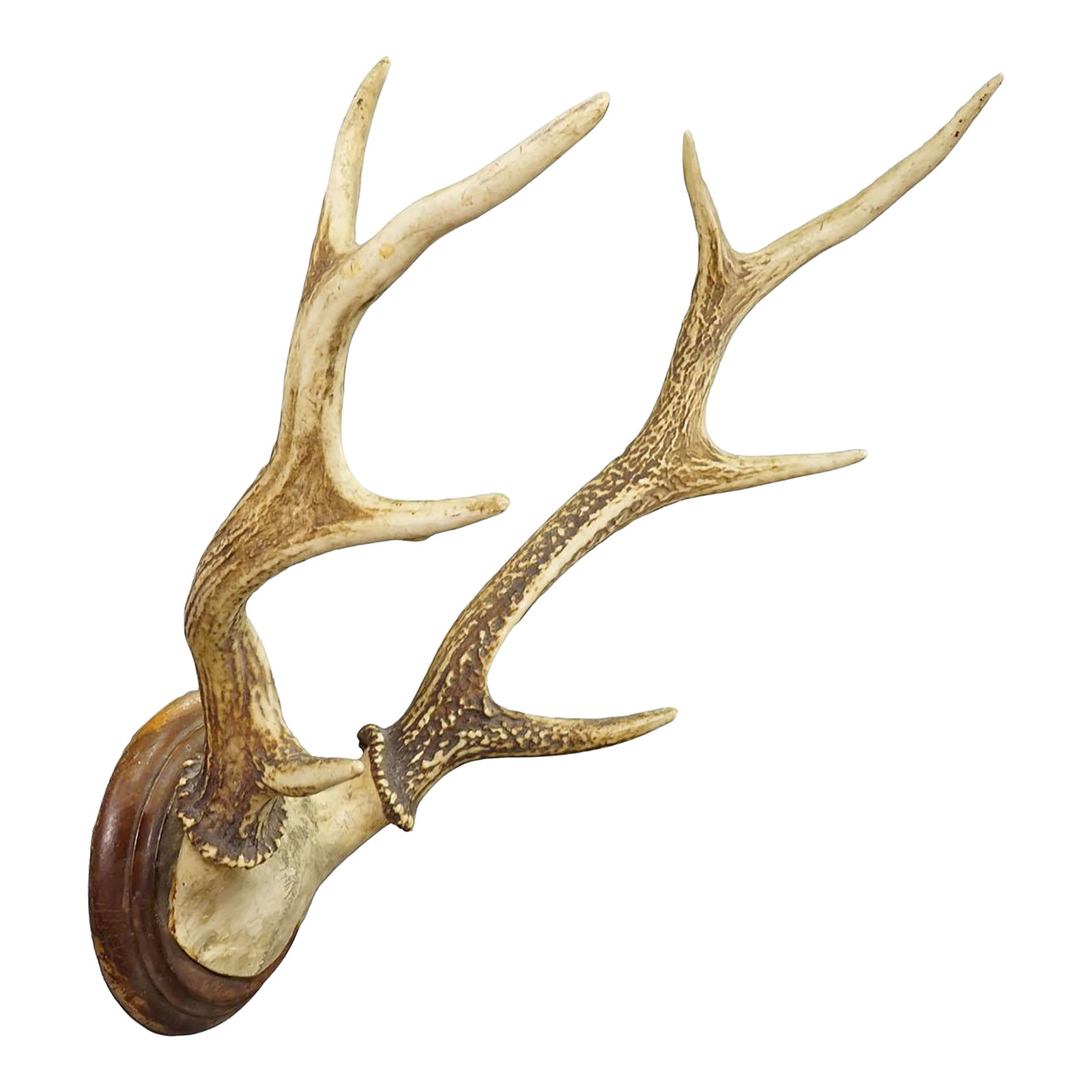 Big Black Forest Red Deer Trophy on Turned Plaque - Germany 1930: Big Black Forest Red Deer Trophy on Turned Plaque - Germany 1930 A big 8 pointer red deer (Cervus elaphus) trophy from Germany, shot arround 1930. The large antlers are mounted on a turned wooden wall