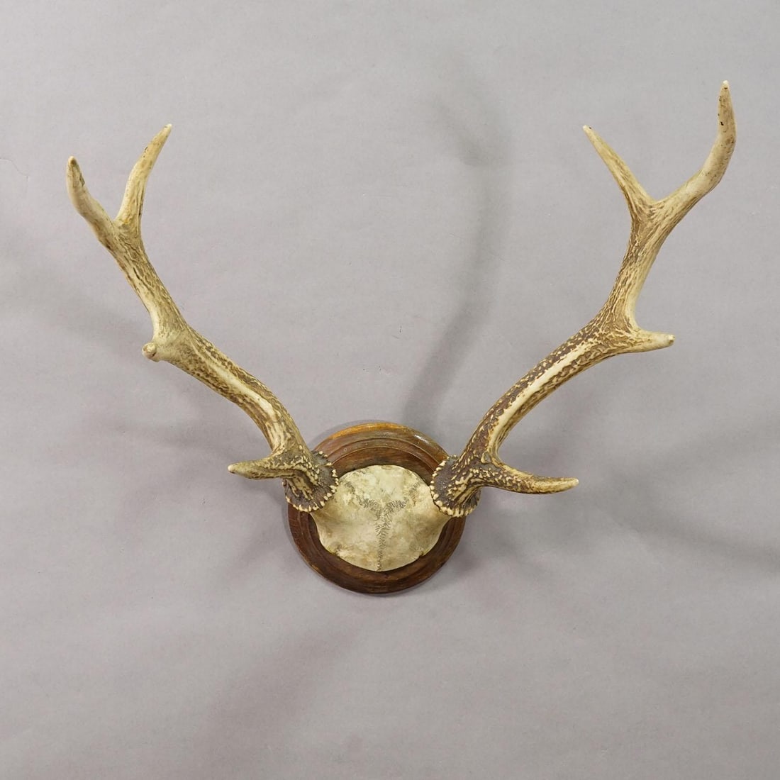 Big Black Forest Red Deer Trophy on Turned Plaque - Germany 1930 - 2