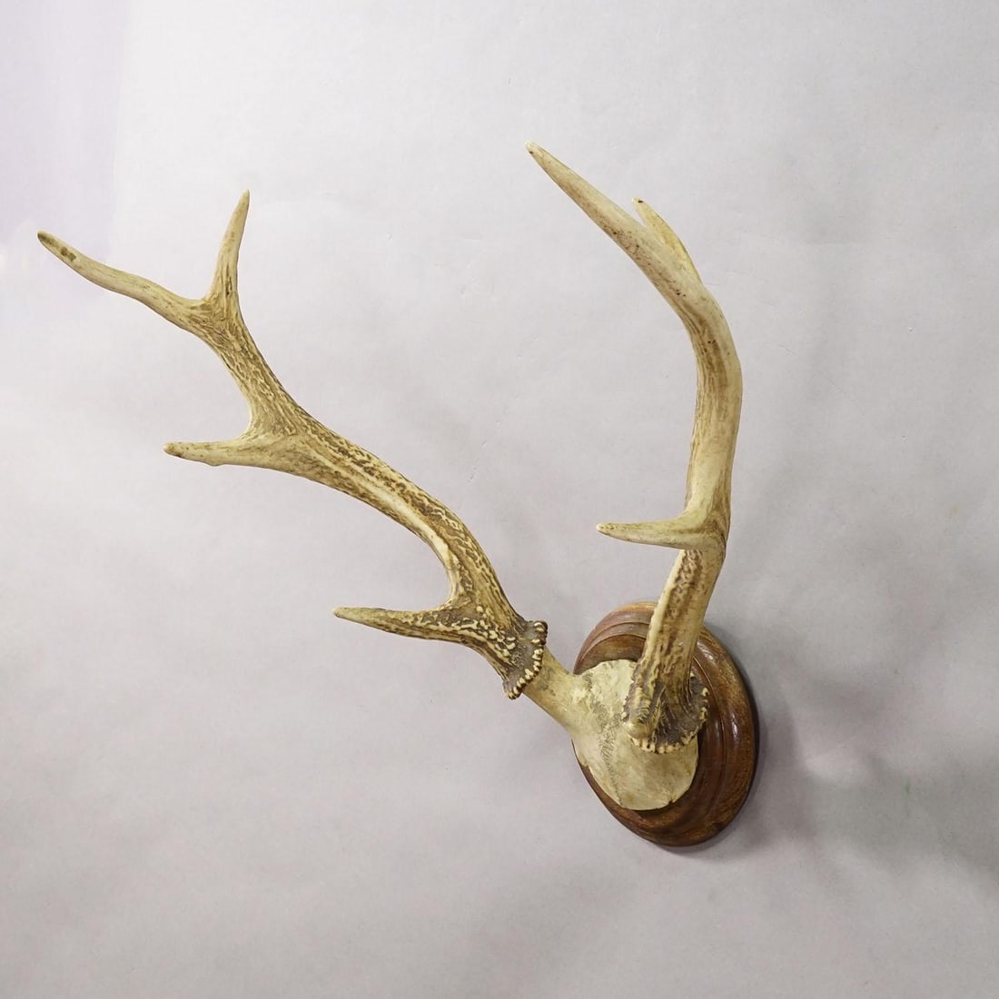 Big Black Forest Red Deer Trophy on Turned Plaque - Germany 1930 - 3