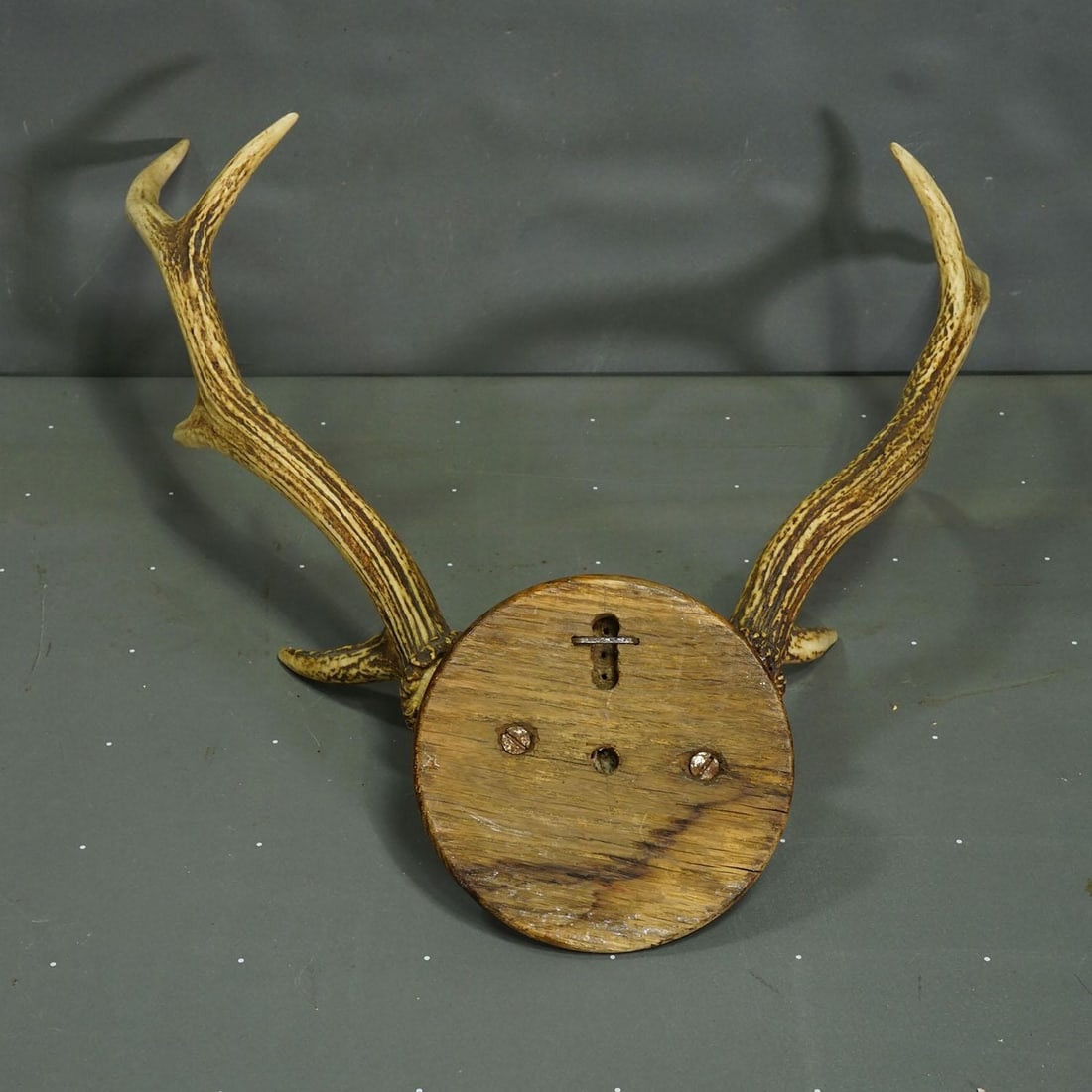 Big Black Forest Red Deer Trophy on Turned Plaque - Germany 1930 - 4