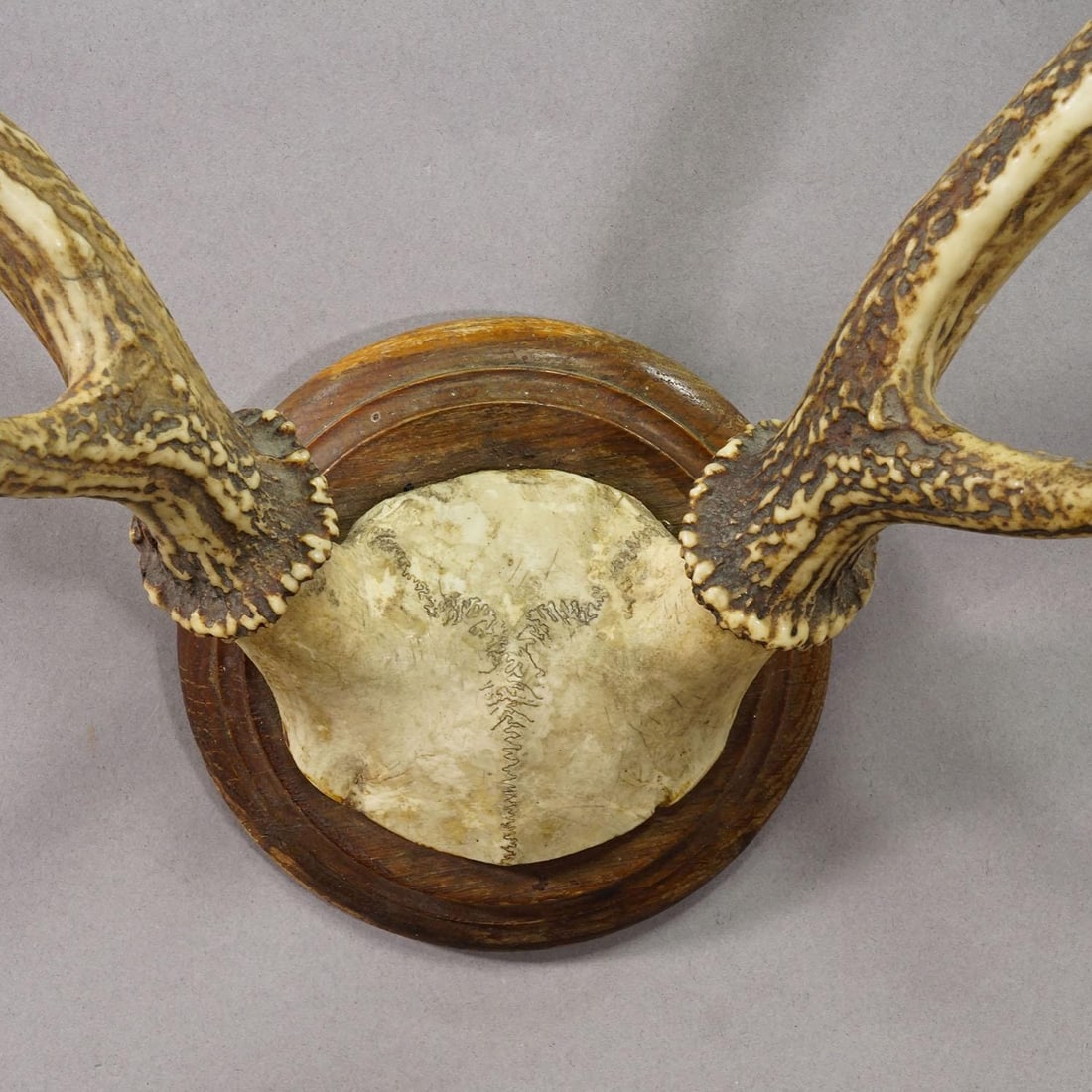 Big Black Forest Red Deer Trophy on Turned Plaque - Germany 1930 - 5