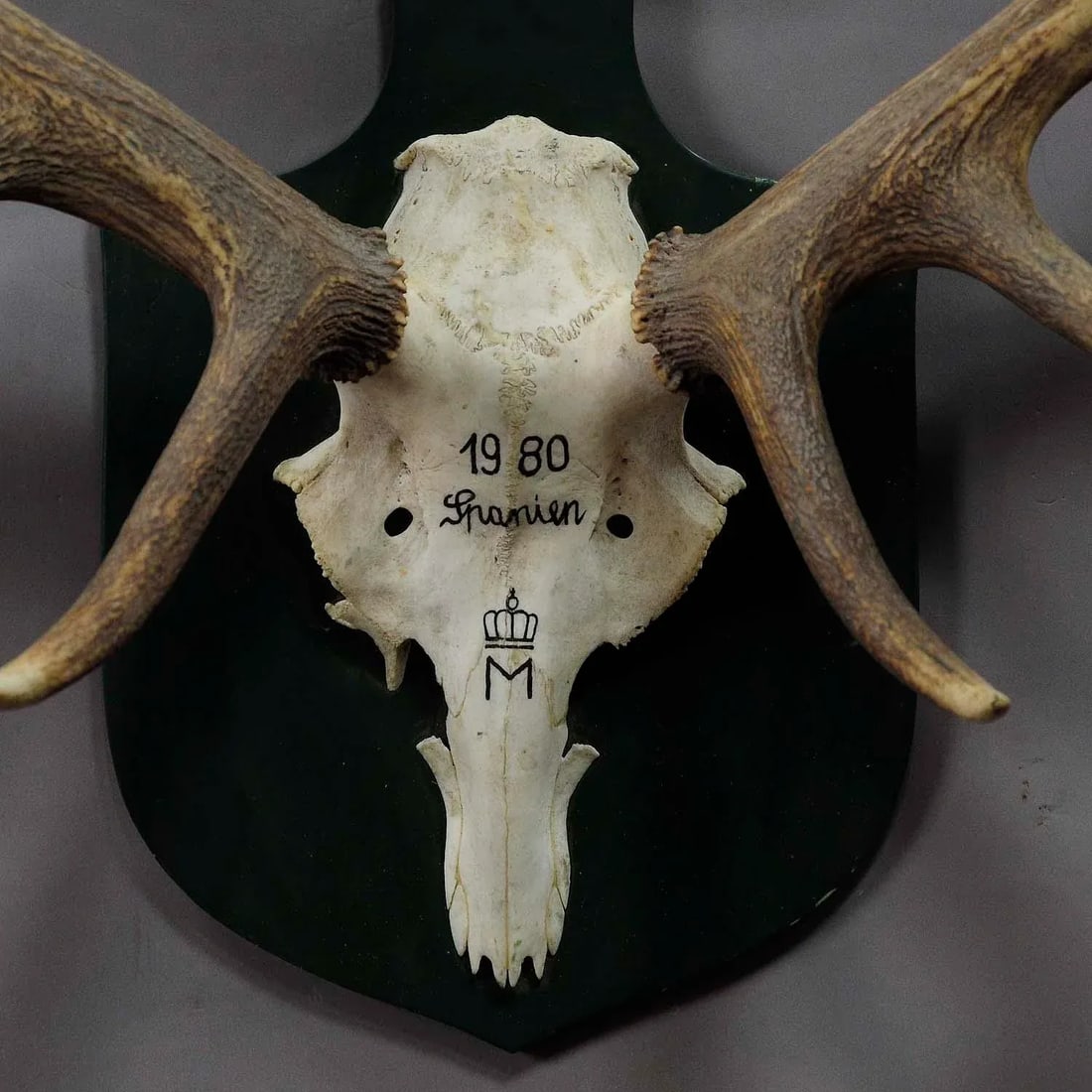 Large Red Deer Trophy From a Noble Estate, Uneven 14 Ends - 2