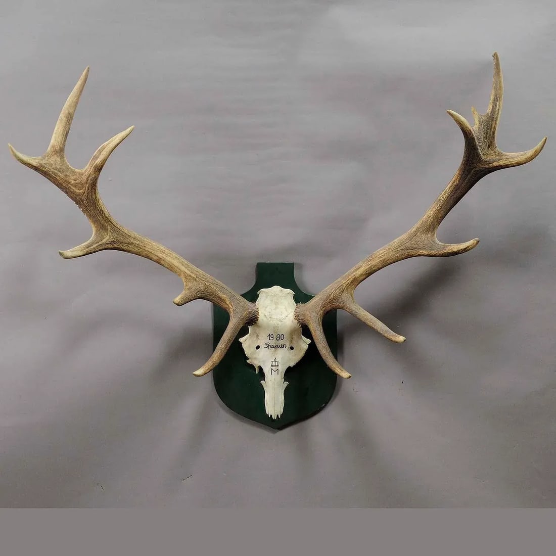 Large Red Deer Trophy From a Noble Estate, Uneven 14 Ends - 3
