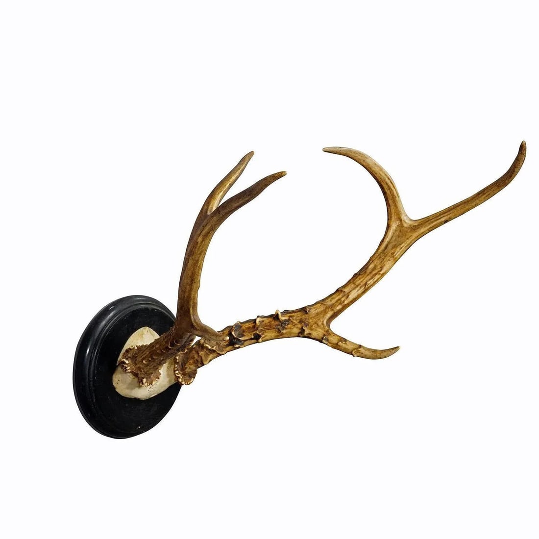 Large Siberian Deer Trophy Mount on Wooden Plaque ca. 1900s - 2