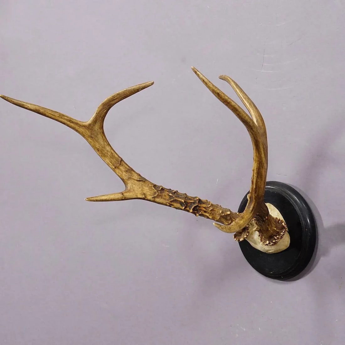 Large Siberian Deer Trophy Mount on Wooden Plaque ca. 1900s - 3