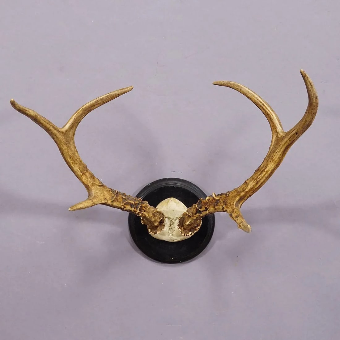 Large Siberian Deer Trophy Mount on Wooden Plaque ca. 1900s - 4