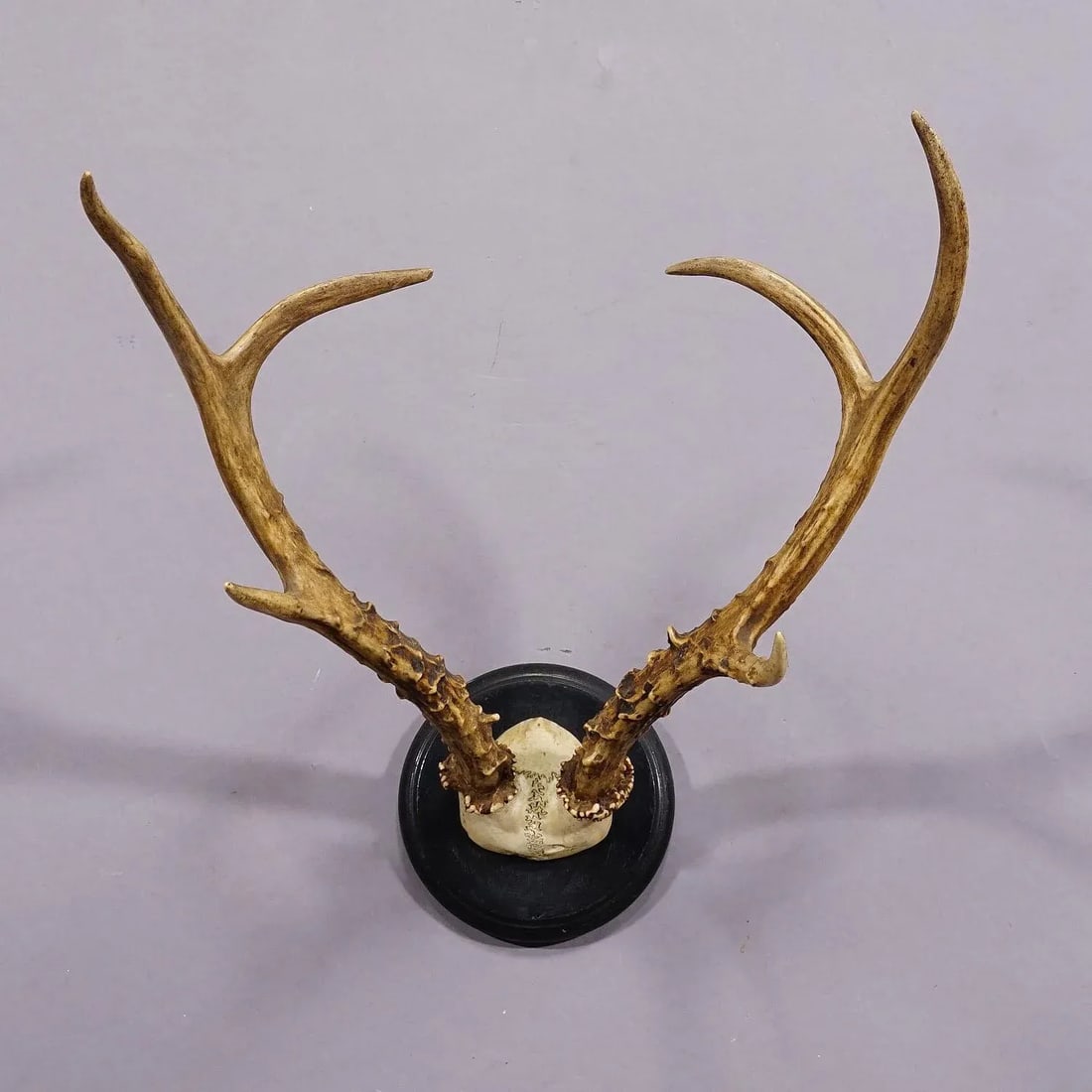 Large Siberian Deer Trophy Mount on Wooden Plaque ca. 1900s - 5