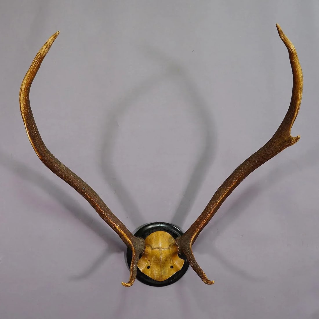 Black Forest Red Deer Trophy on Wooden Plaque Ca. 1900s - 2