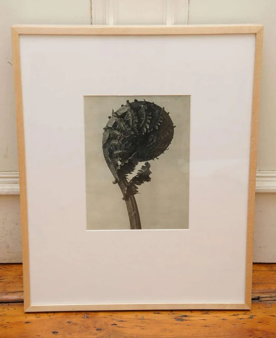 Original Botanical Photogravure After Karl Blossfeldt - 2