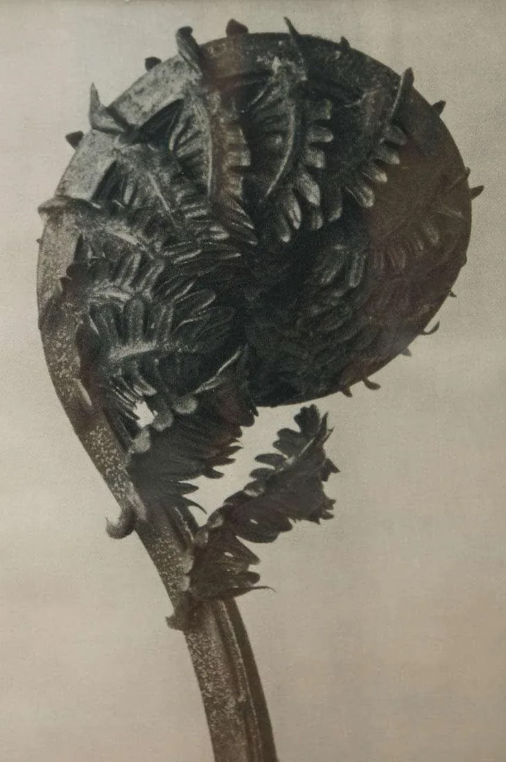 Original Botanical Photogravure After Karl Blossfeldt - 3