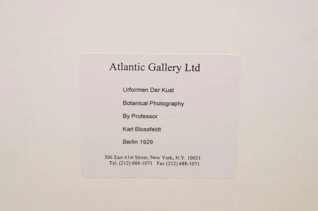 Original Botanical Photogravure After Karl Blossfeldt - 4