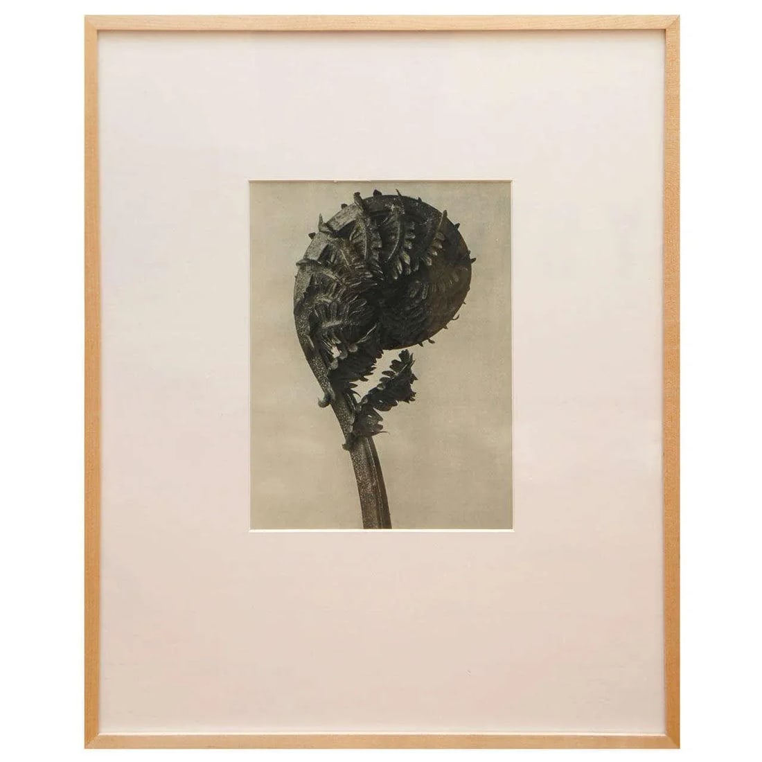 Original Botanical Photogravure After Karl Blossfeldt - 5