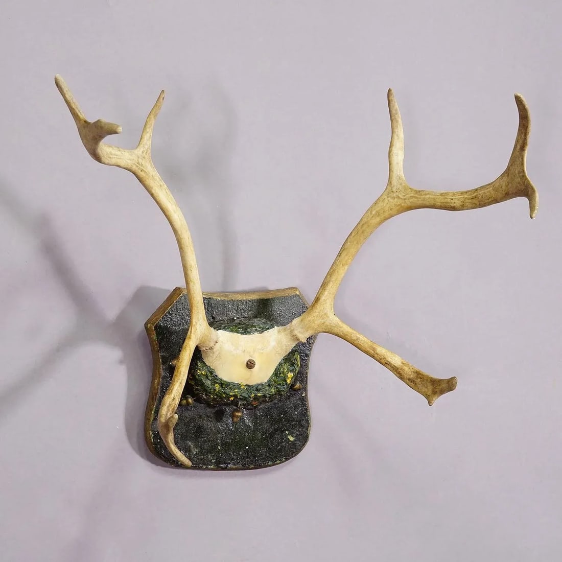 Antique Reindeer Antler Mount Taxidermy Cabin Decor Skull Antlers - 2