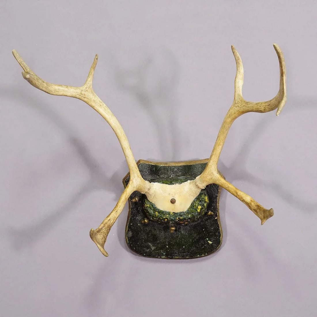 Antique Reindeer Antler Mount Taxidermy Cabin Decor Skull Antlers - 3