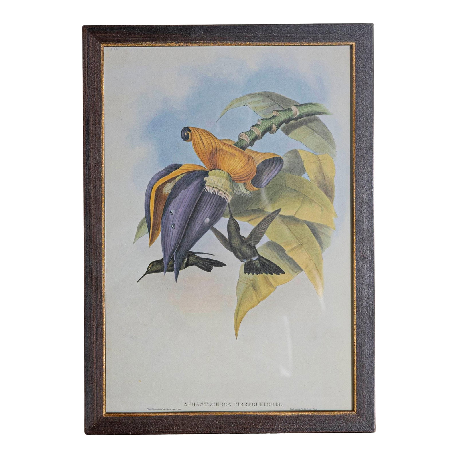 19th Century Bird Print - One of 24, Framed (1 of 5)