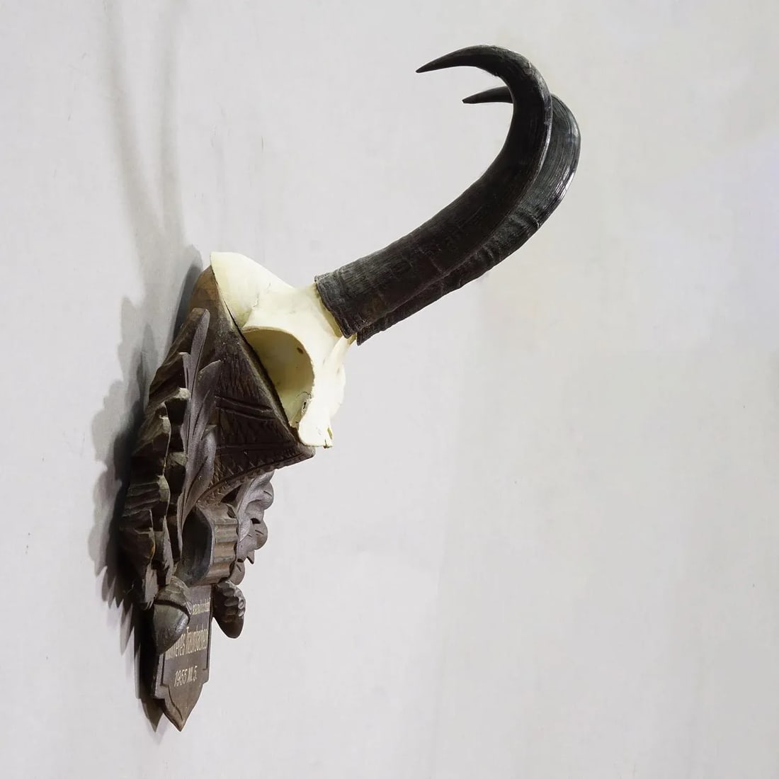 Large Chamois Trophy on Carved Plaque, Austria 1955 - 2