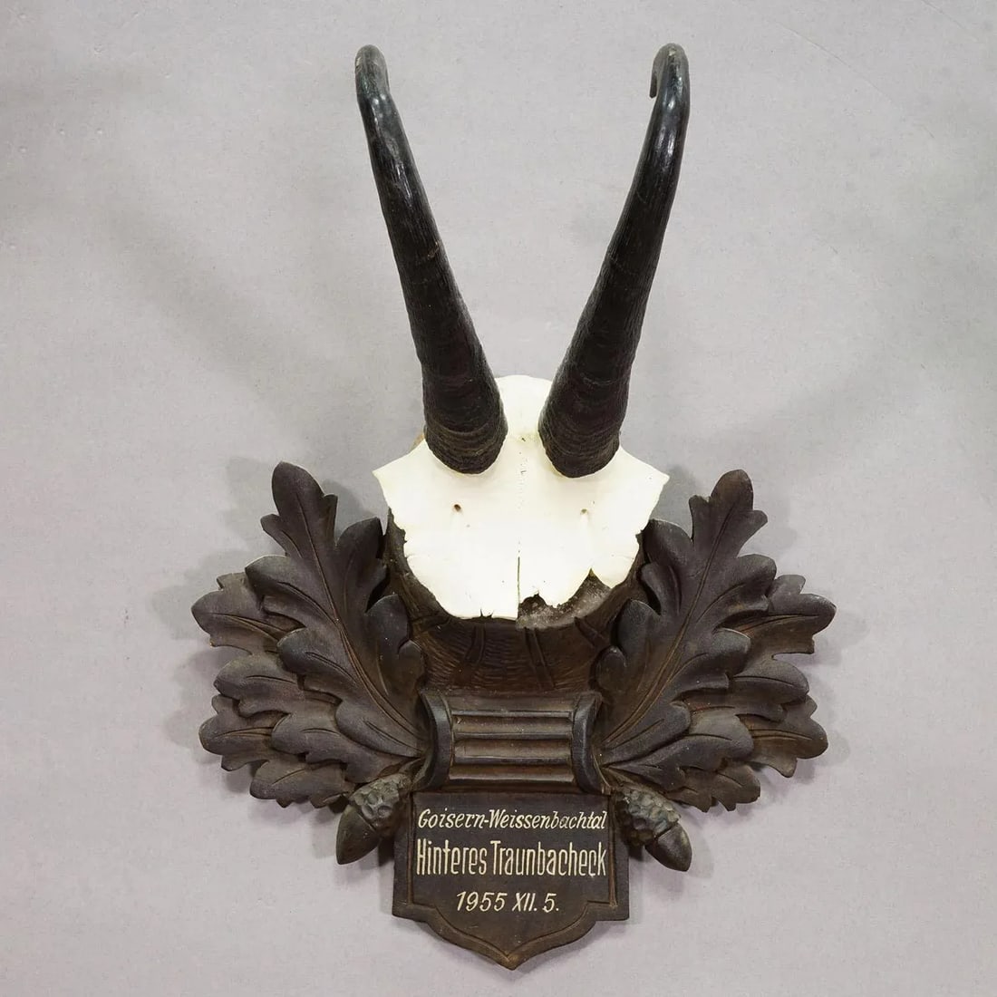 Large Chamois Trophy on Carved Plaque, Austria 1955 - 3