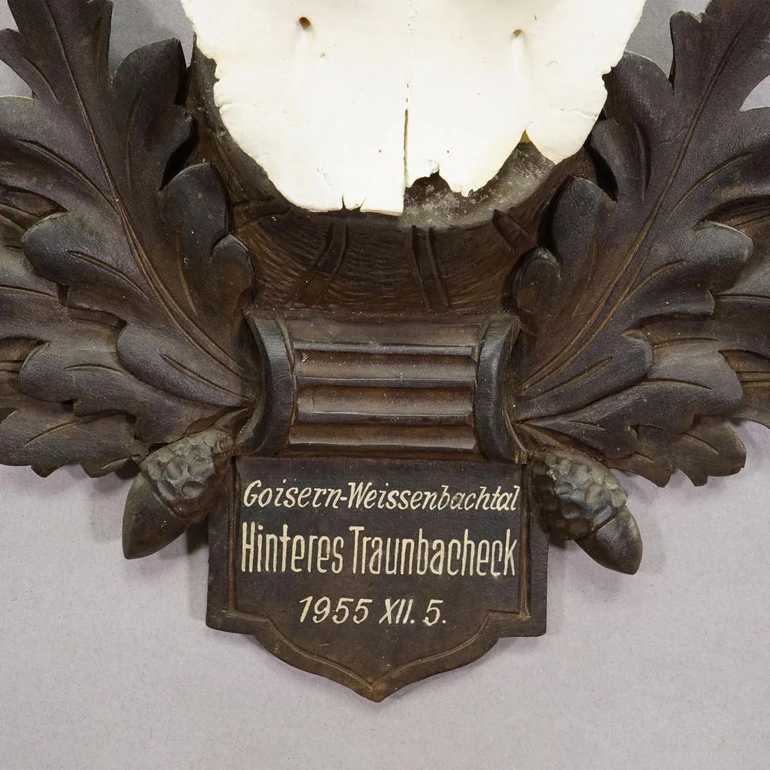 Large Chamois Trophy on Carved Plaque, Austria 1955 - 4