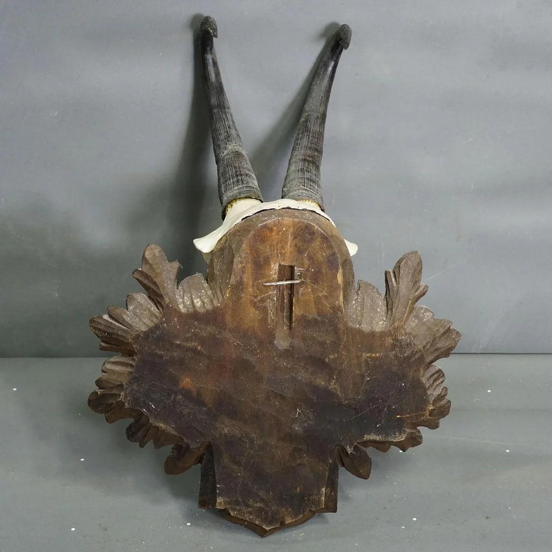 Large Chamois Trophy on Carved Plaque, Austria 1955 - 7