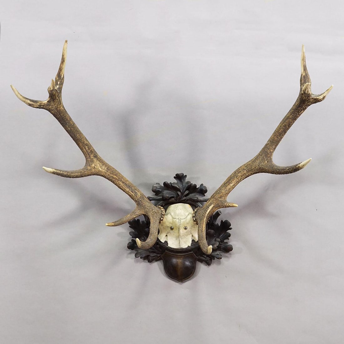 Big Black Forest 12 Pointer Red Deer Trophy on Carved Plaque - Germany 1930 - 3