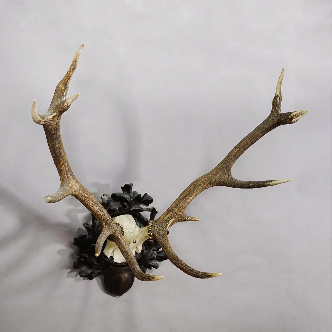 Big Black Forest 12 Pointer Red Deer Trophy on Carved Plaque - Germany 1930 - 4