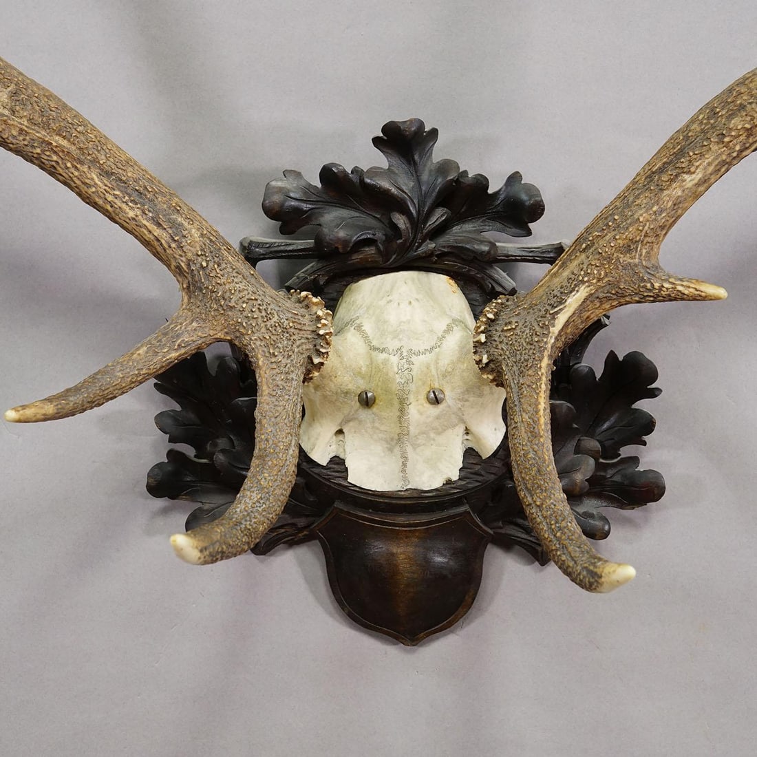 Big Black Forest 12 Pointer Red Deer Trophy on Carved Plaque - Germany 1930 - 5
