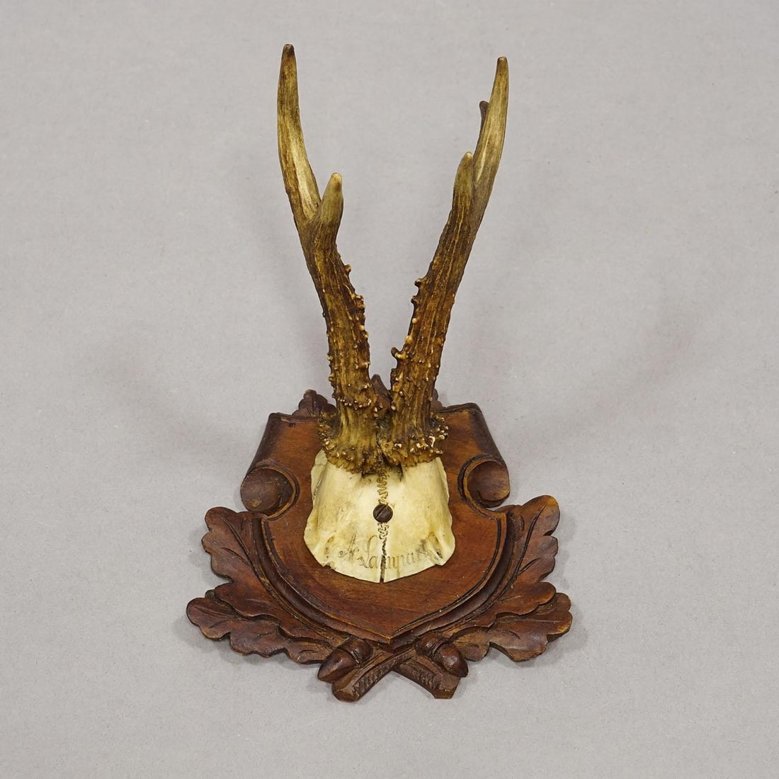 Set of Three Antique Roe Deer Trophies on Carved Plaques Germany Ca. 1900 - 2