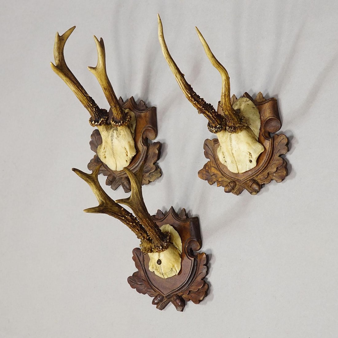 Set of Three Antique Roe Deer Trophies on Carved Plaques Germany Ca. 1900 - 3