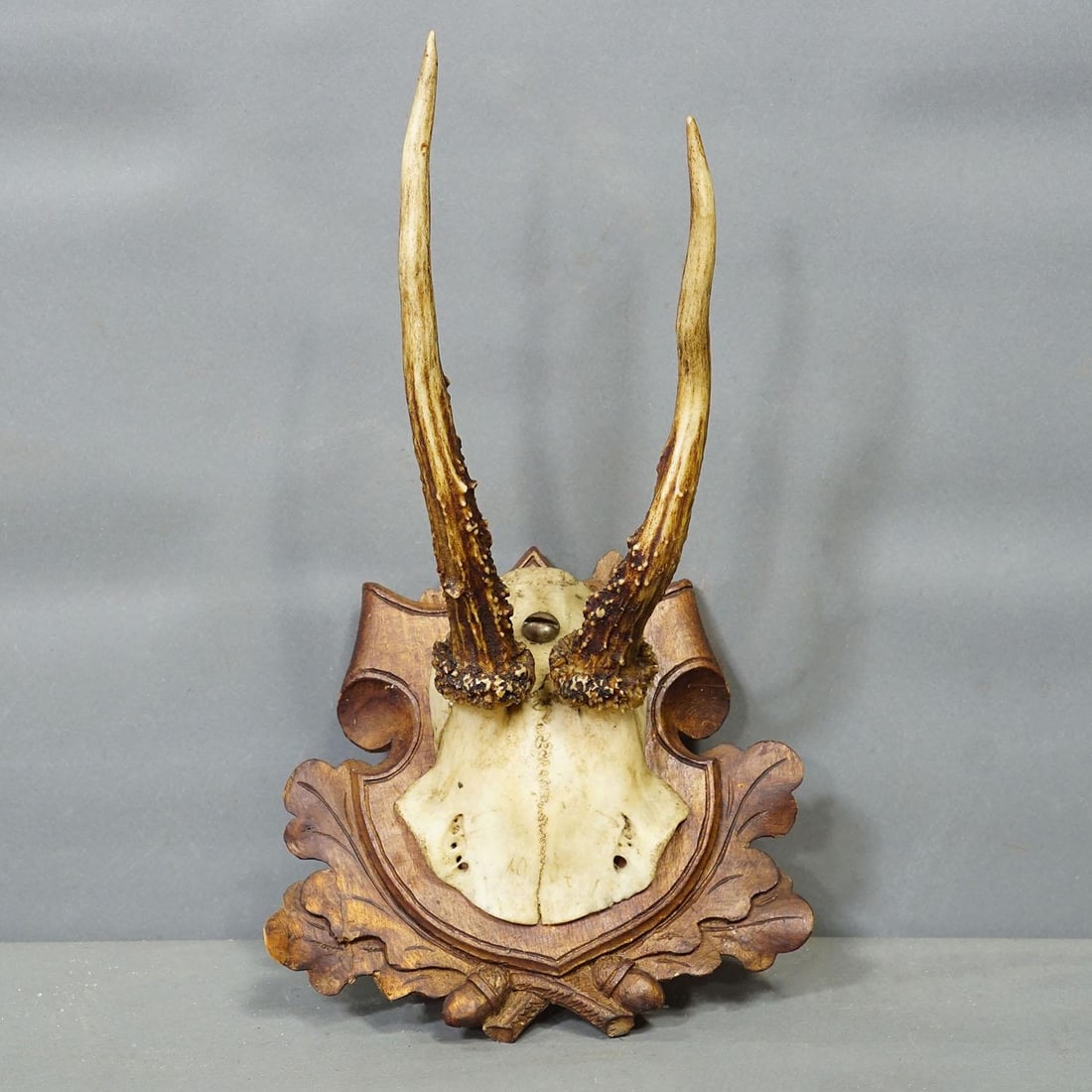 Set of Three Antique Roe Deer Trophies on Carved Plaques Germany Ca. 1900 - 4