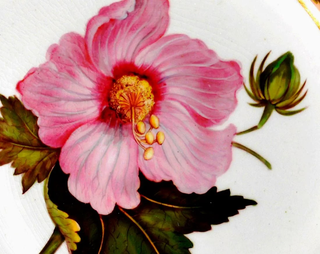 Antique Derby Porcelain Salmon Ground Plate, a Marsh Hibiscus, by John Brewer After William Curtis - 4