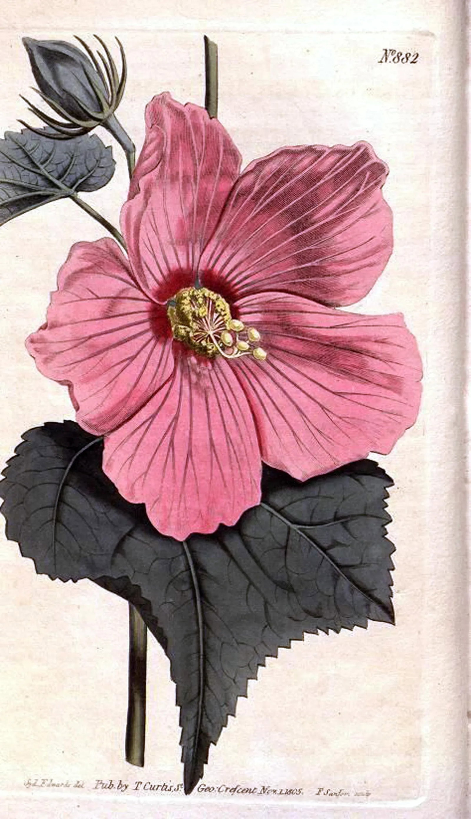 Antique Derby Porcelain Salmon Ground Plate, a Marsh Hibiscus, by John Brewer After William Curtis - 6