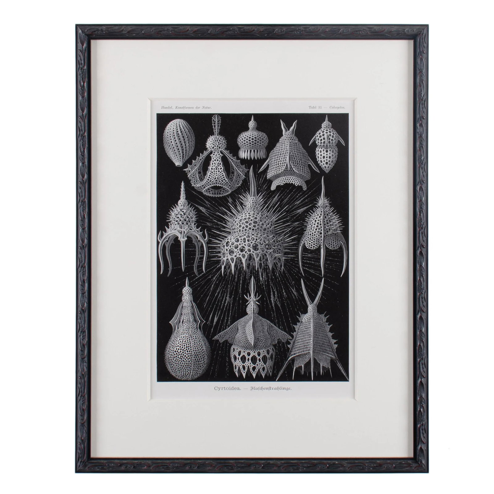Late 19th Century Antique Haeckel's Marine Plankton Framed Lithographs - Set of 3 - 2
