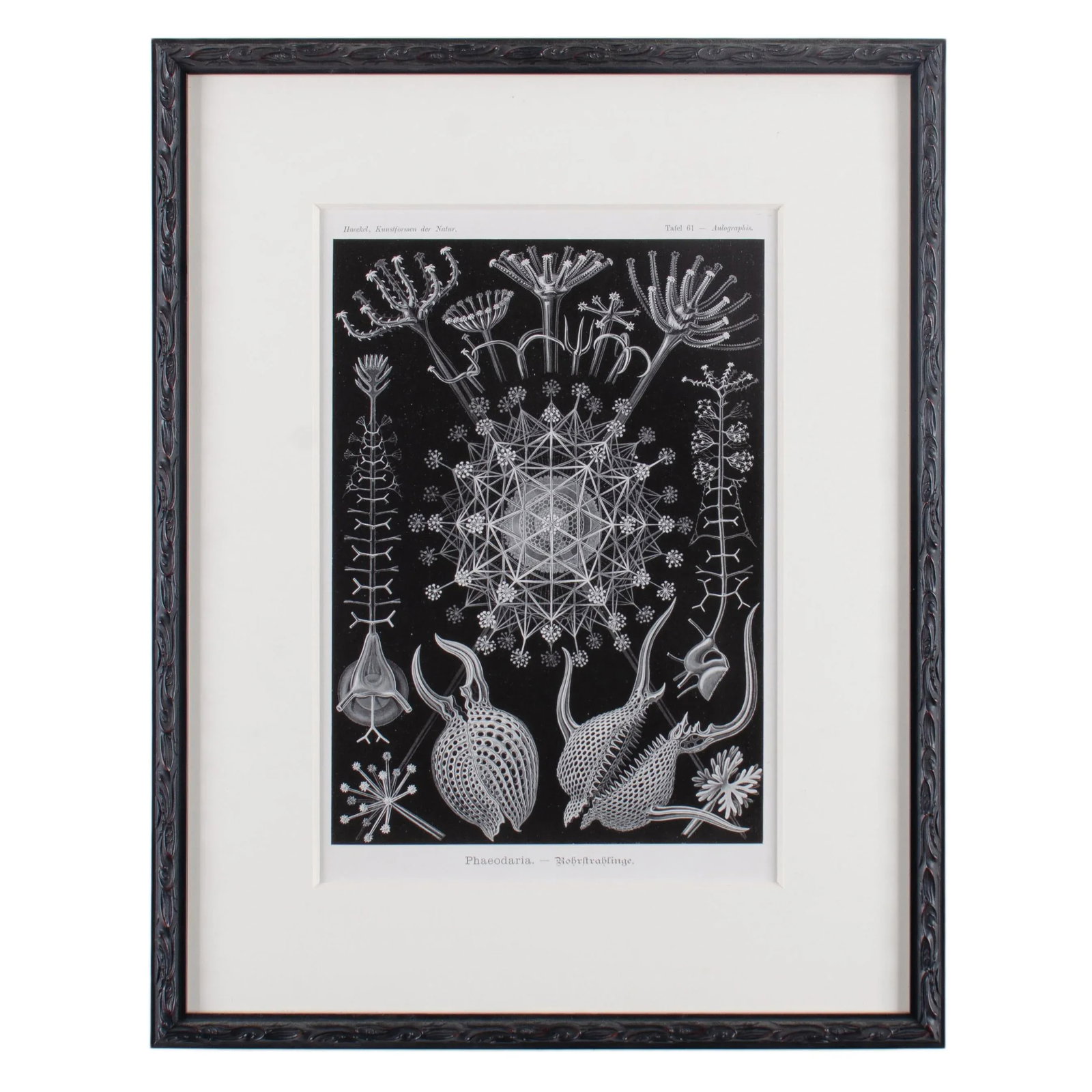 Late 19th Century Antique Haeckel's Marine Plankton Framed Lithographs - Set of 3 - 3