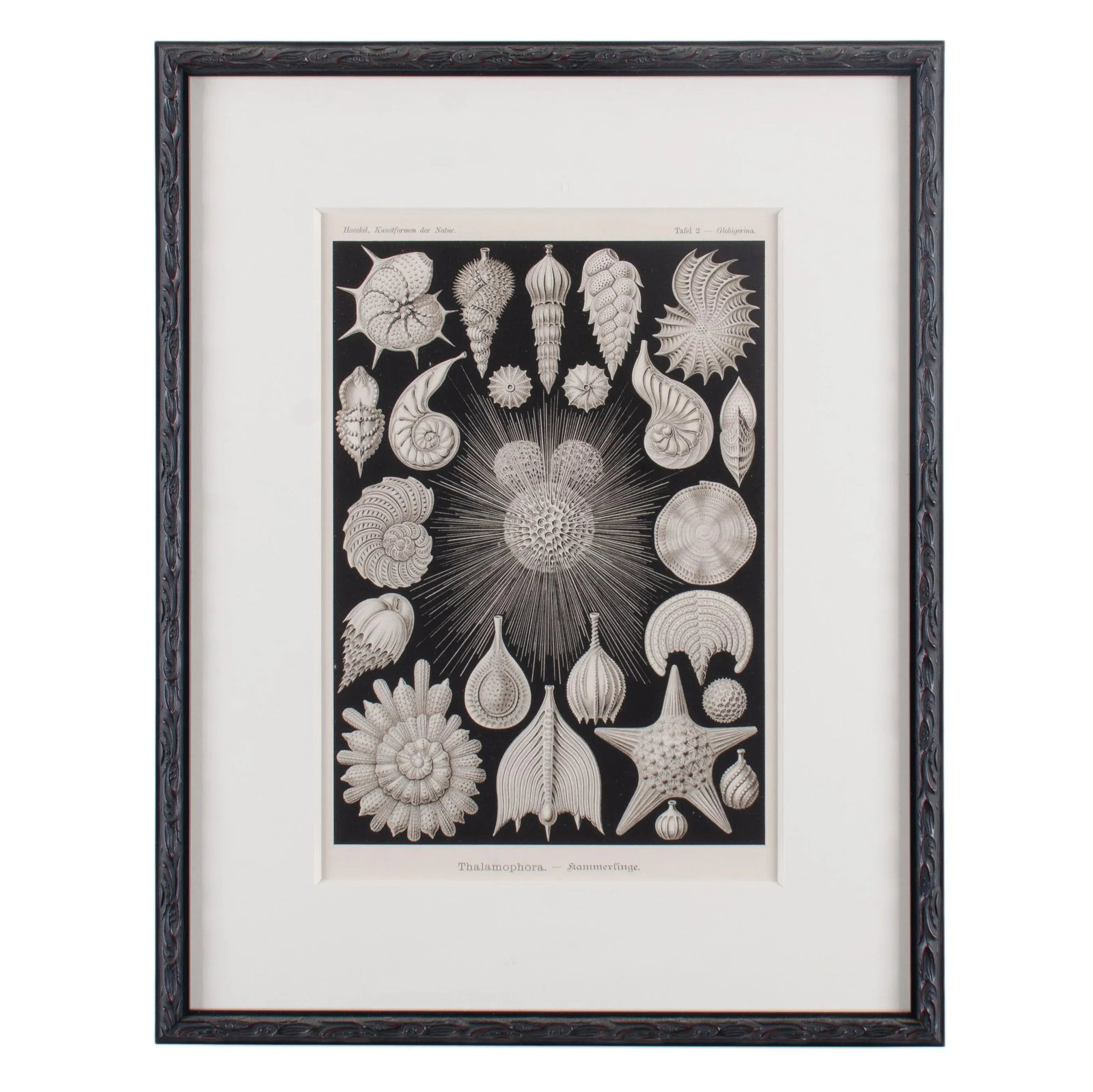 Late 19th Century Antique Haeckel's Marine Plankton Framed Lithographs - Set of 3 - 4