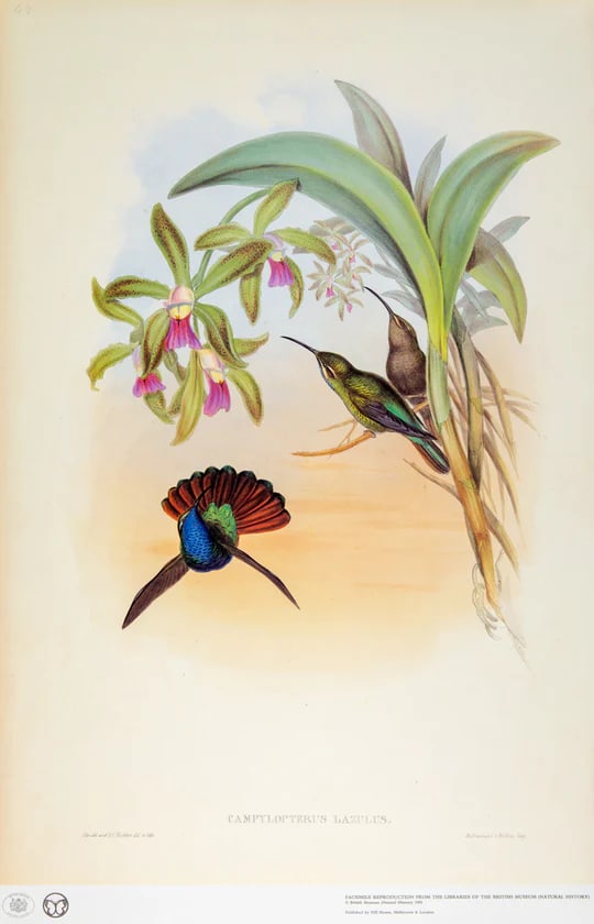 1990s John Gould Framed Print, Lazuline Sabre Wing Hummingbird (Plate 44- Hill House Edition) - 2