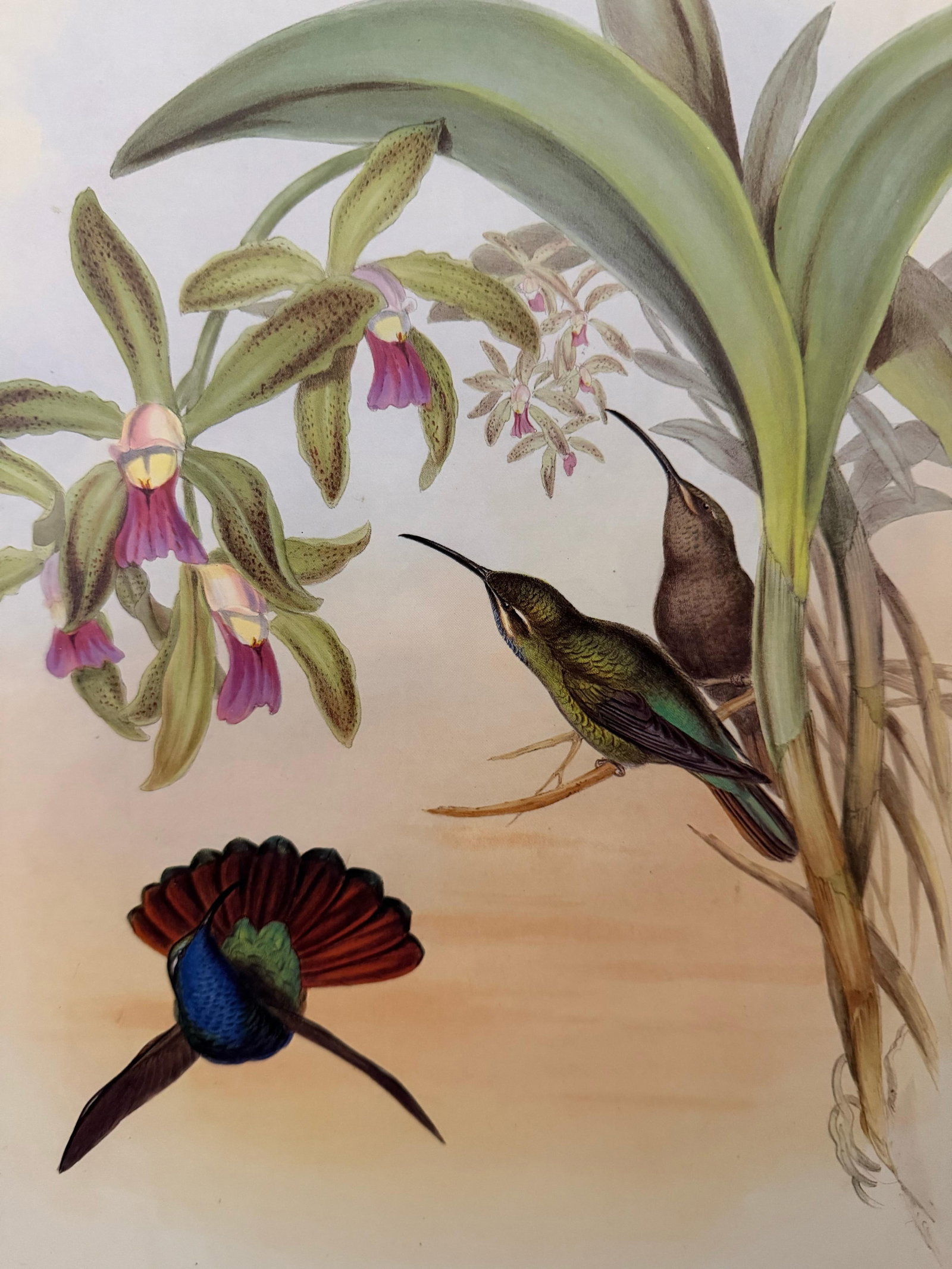 1990s John Gould Framed Print, Lazuline Sabre Wing Hummingbird (Plate 44- Hill House Edition) - 3
