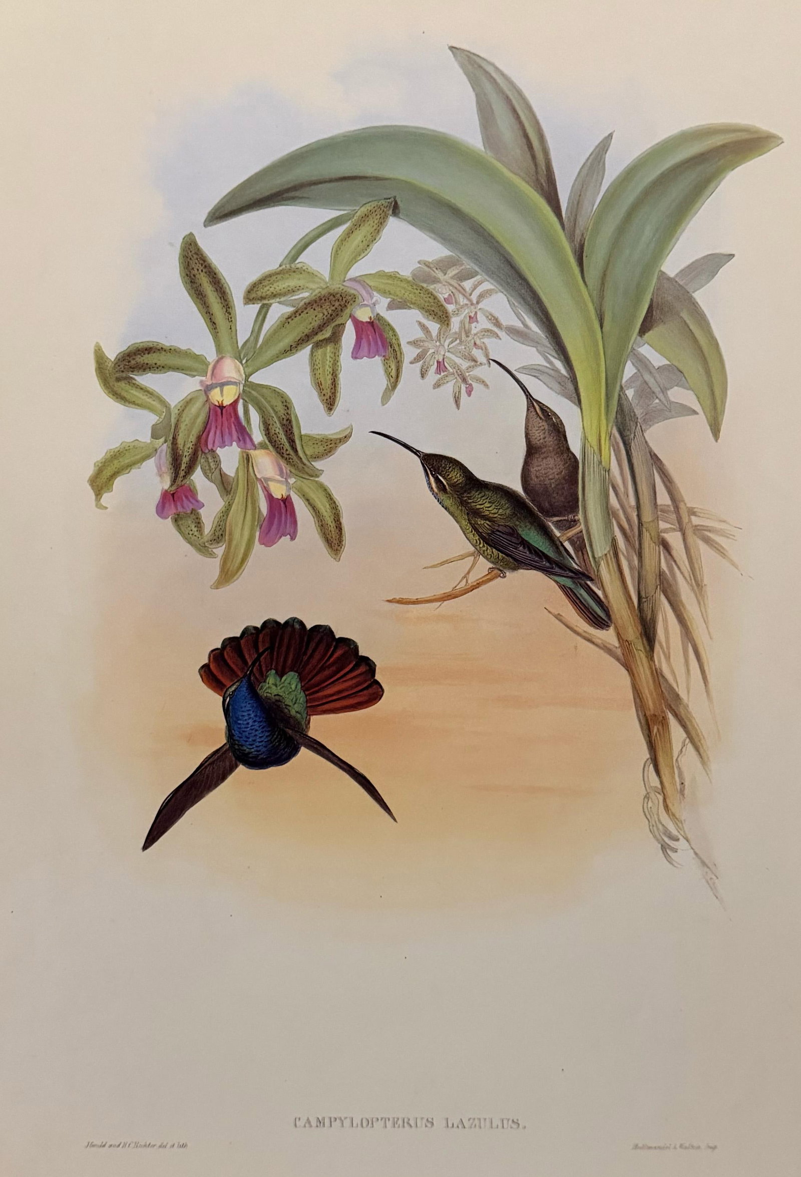1990s John Gould Framed Print, Lazuline Sabre Wing Hummingbird (Plate 44- Hill House Edition) - 4