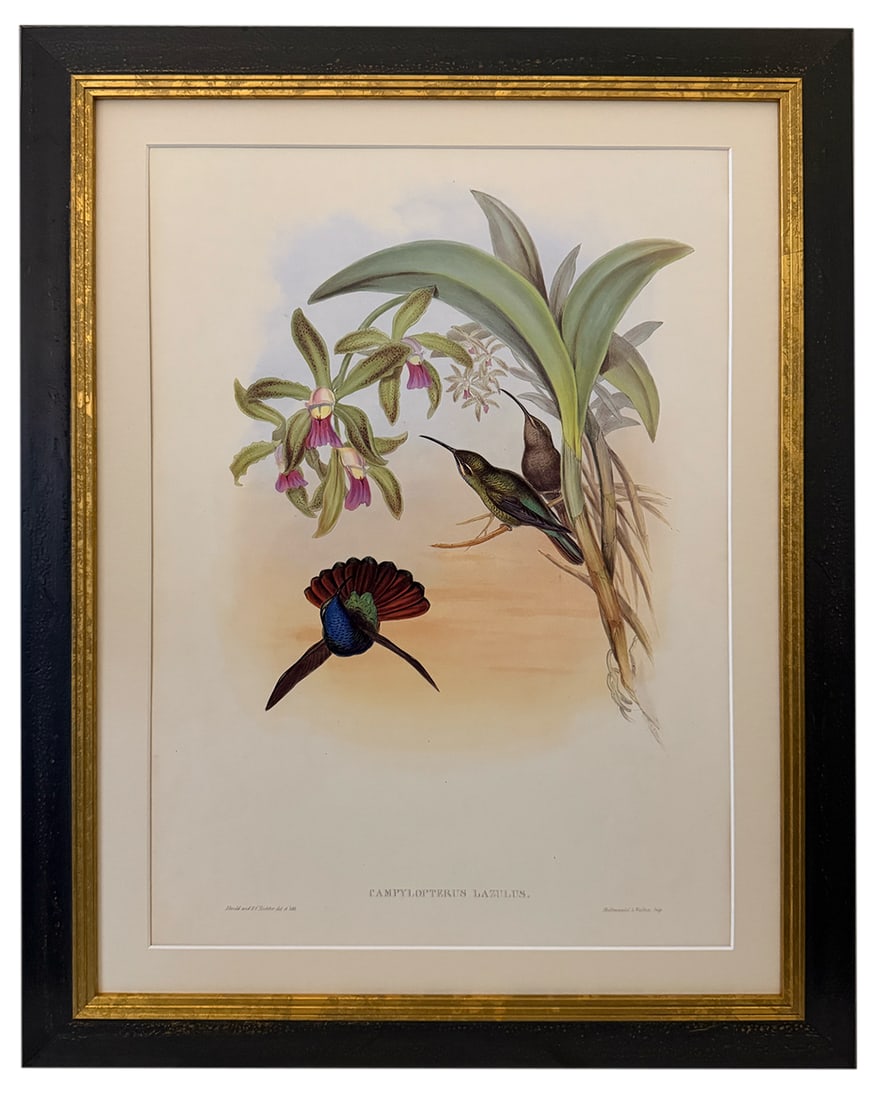 1990s John Gould Framed Print, Lazuline Sabre Wing Hummingbird (Plate 44- Hill House Edition) - 9