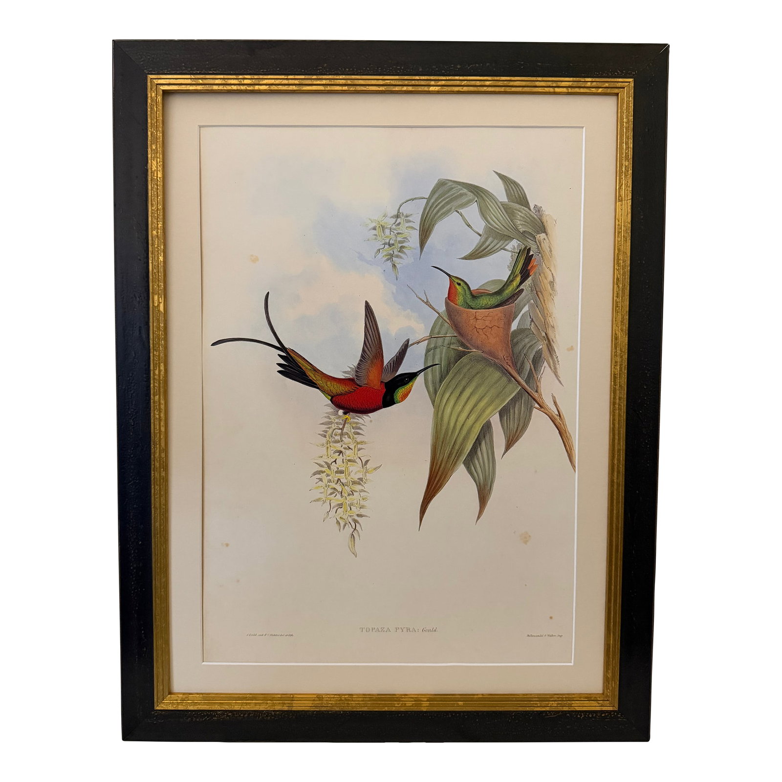 1990s Framed Print, Fiery Topaz Hummingbird or Topaza Pyra (Plate 67- Hill House Edition) Reproducti (1 of 10)