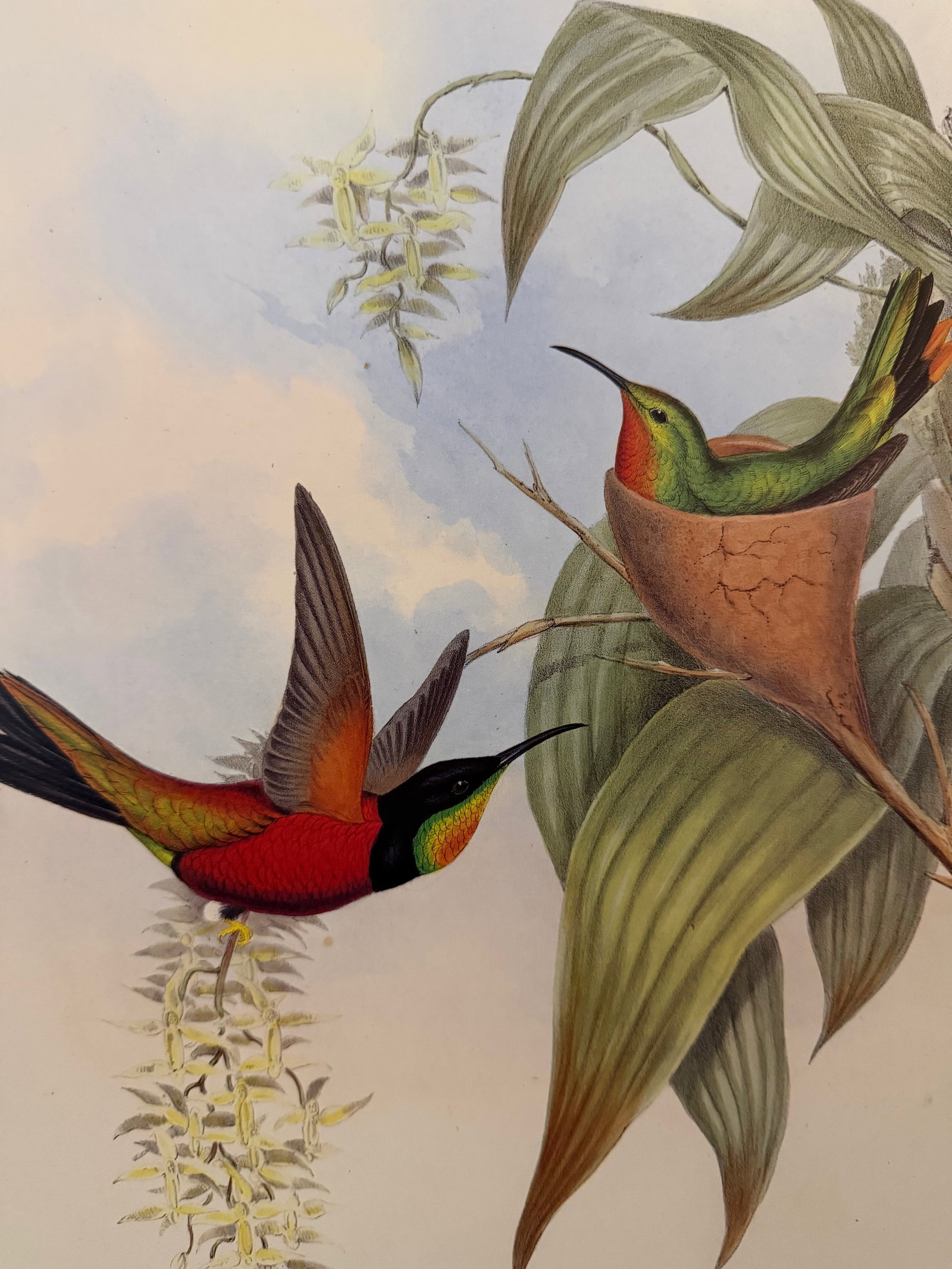 1990s Framed Print, Fiery Topaz Hummingbird or Topaza Pyra (Plate 67- Hill House Edition) Reproducti - 3
