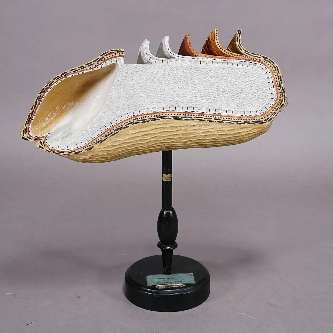 19th Century Botanic Model by Robert Brendel - Grain Grate - 2