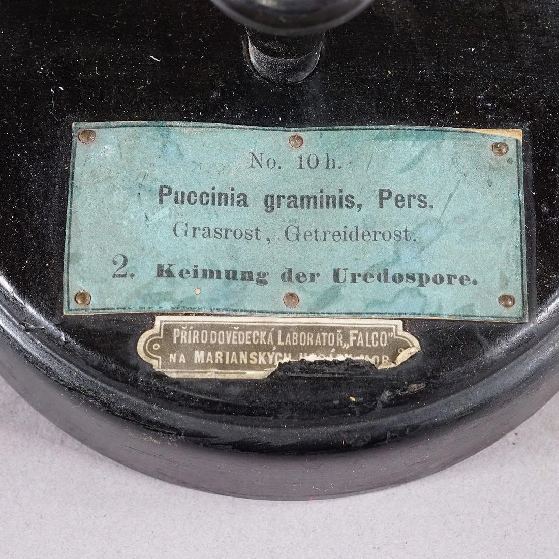 19th Century Botanic Model by Robert Brendel - Grain Grate - 8