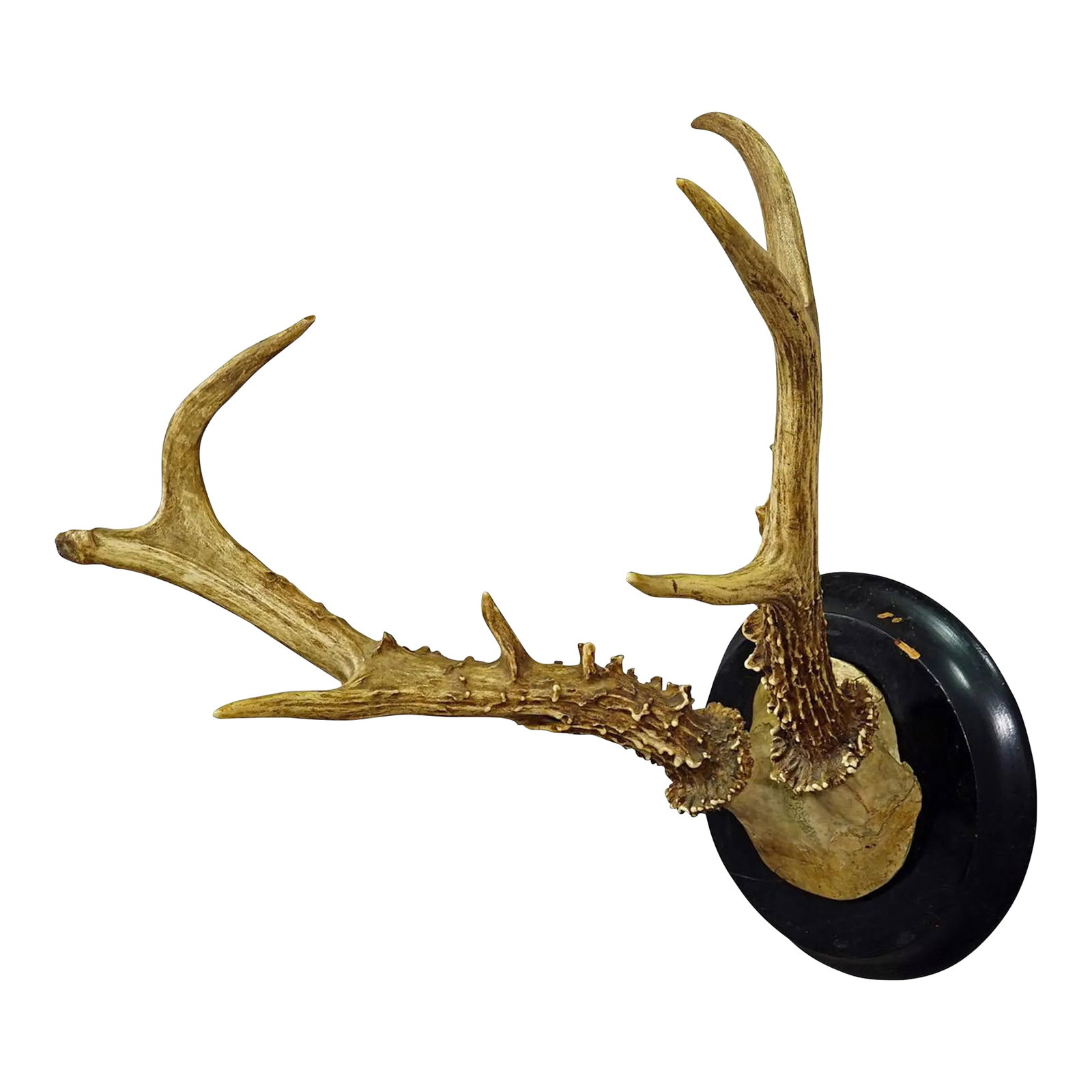 Abnorm Siberian Deer Trophy Mount on Wooden Plaque Ca. 1900s (1 of 5)
