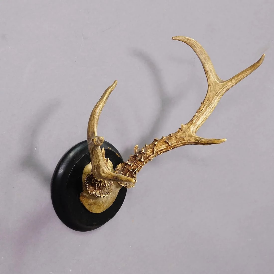 Abnorm Siberian Deer Trophy Mount on Wooden Plaque Ca. 1900s - 2