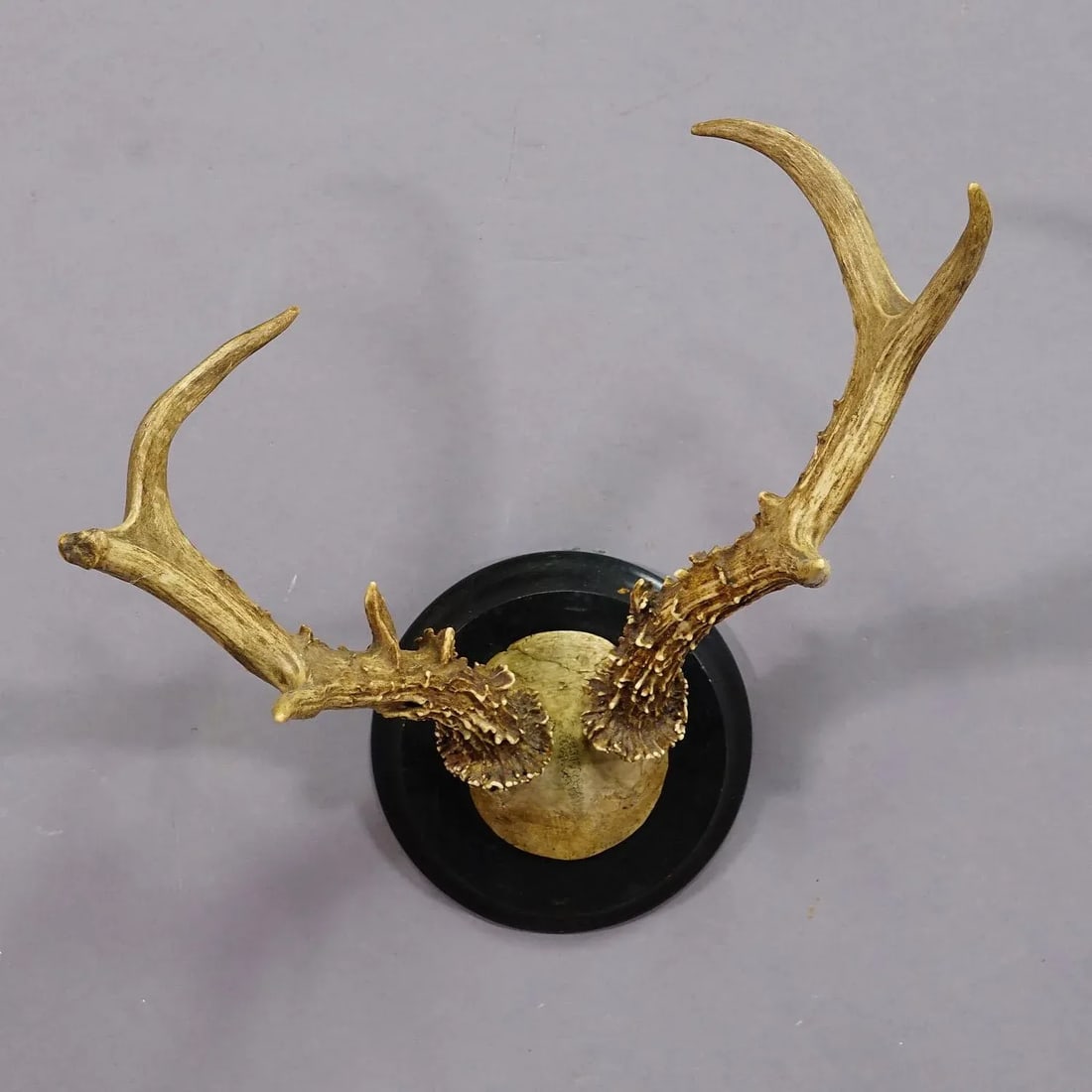 Abnorm Siberian Deer Trophy Mount on Wooden Plaque Ca. 1900s - 3