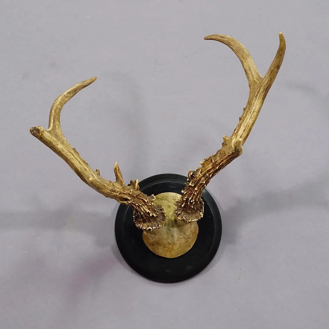 Abnorm Siberian Deer Trophy Mount on Wooden Plaque Ca. 1900s - 4
