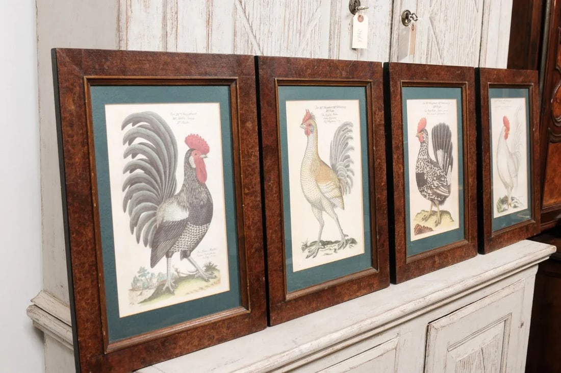 Early 20th Century Turn of the Century German Cockerel Prints in Burr Walnut Frames, Set of Four - 10