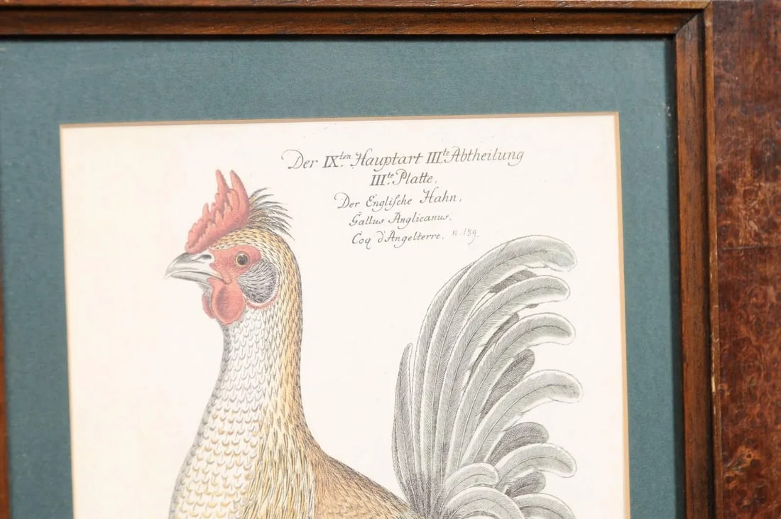 Early 20th Century Turn of the Century German Cockerel Prints in Burr Walnut Frames, Set of Four - 12