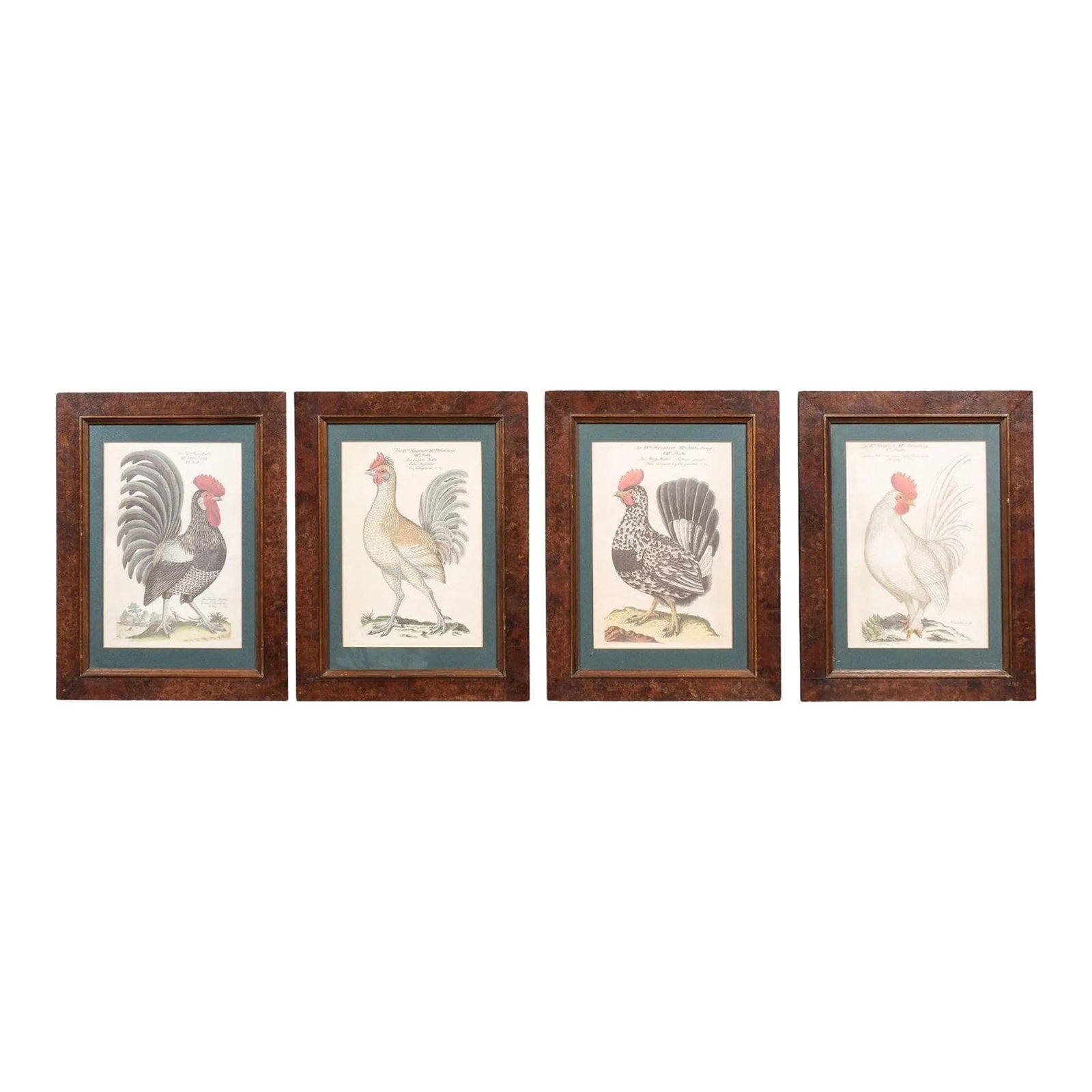 Early 20th Century Turn of the Century German Cockerel Prints in Burr Walnut Frames, Set of Four: A set of four German Cockerel prints from circa 1900 with burr walnut Mid Century frames. Immerse yourself in the rustic elegance and historical charm of this set of four German Cockerel prints from