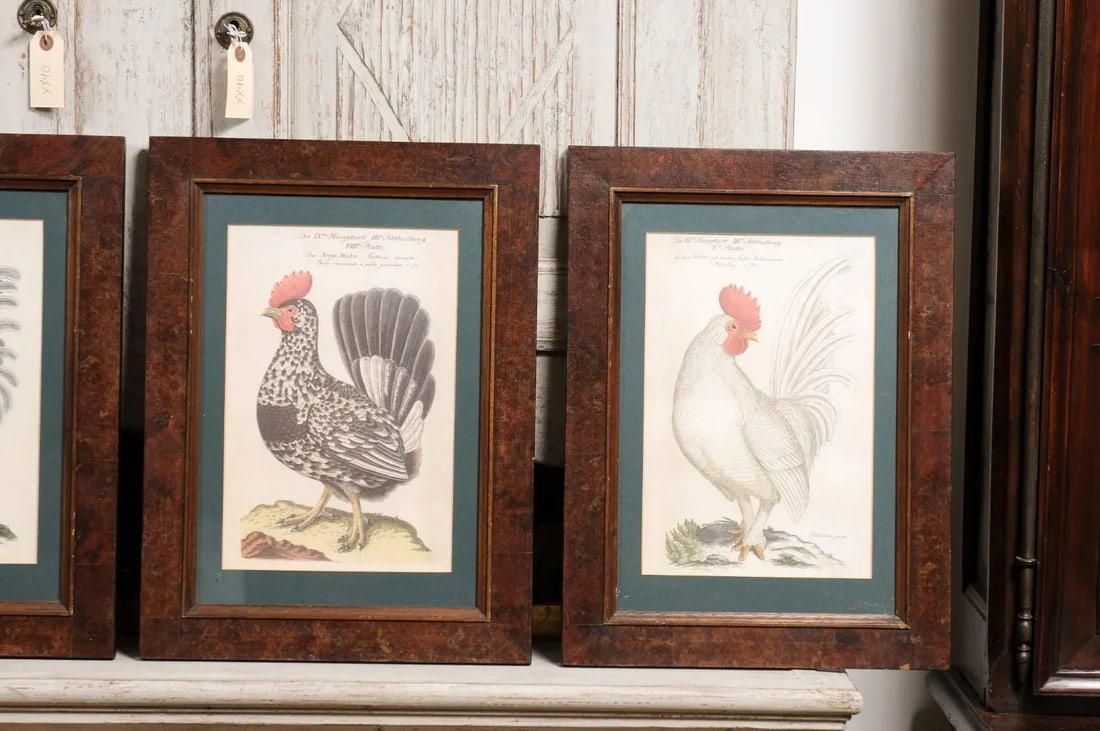 Early 20th Century Turn of the Century German Cockerel Prints in Burr Walnut Frames, Set of Four - 5